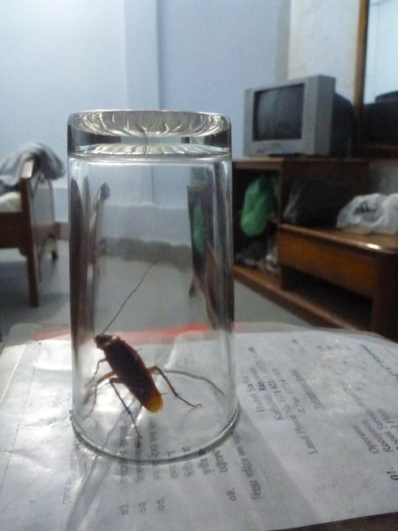 Na pokoji jsme o zábavu měli postaráno. Z balkónu letěla celá švábí rodinka.