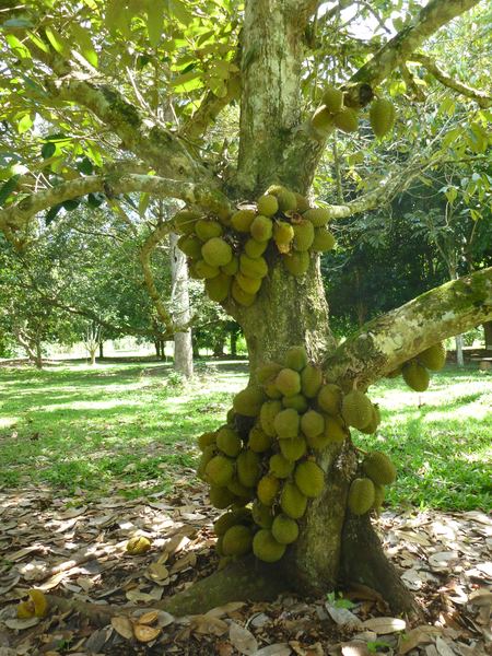 Durian, král ovoce