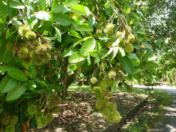 Rambutany