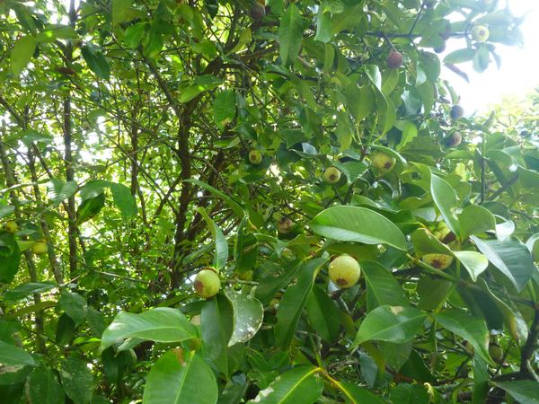 Mangostan