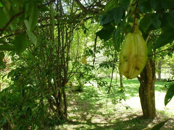 Starfruit - česky zvaný Karambola