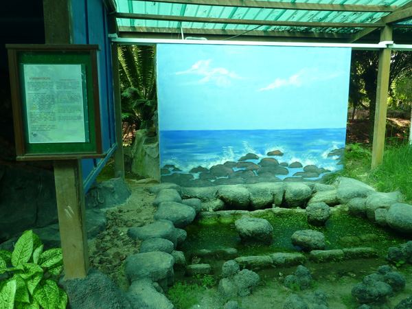 Expozice o vývoji rostlin - zde první výstup z moře na pevninu