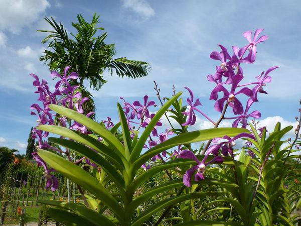 Borneo a Brunej – fotografie 70