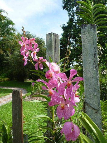 Borneo a Brunej – fotografie 71