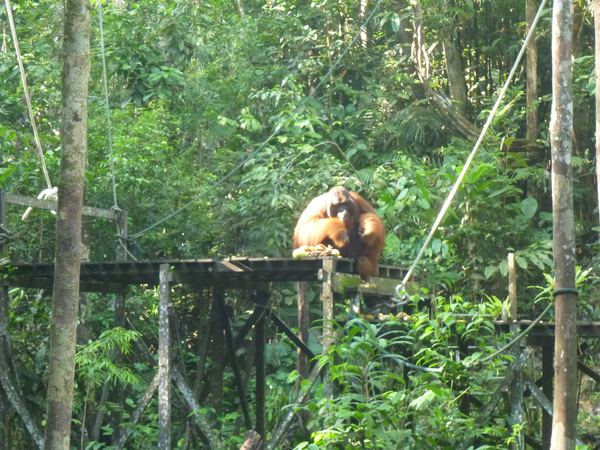 Orangutan Ritchie v centru Semmengoh