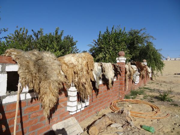 Oáza Farafra. Bohužel už nemáme benzín a místní pumpa je už 14 dní na suchu. Posíláme tak Dalea a Lauru dál a sami bereme zavděk tímto stylovým ubytováním.