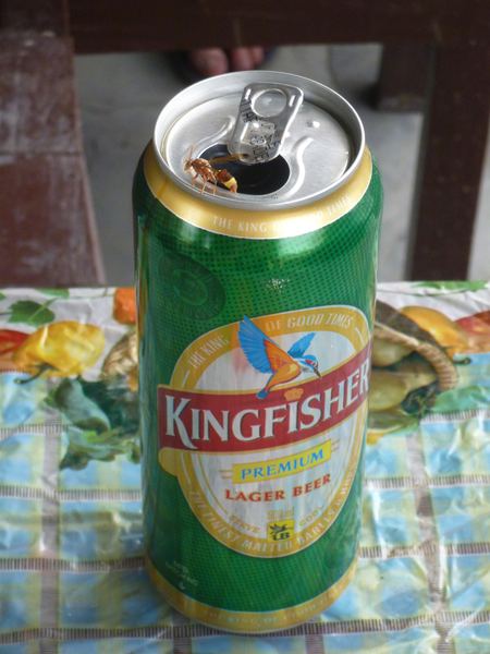 ... a jedním dobře mířeným pivem Kingfisher.
