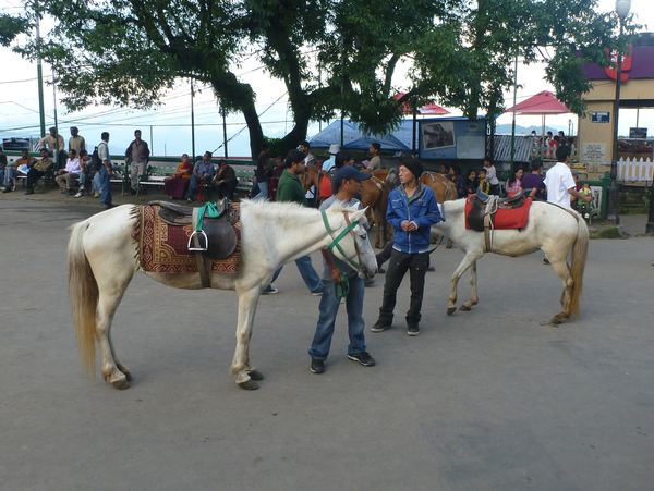 Koně se tu trápí zejména pro turistické účely.