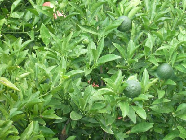 Pomerančovník hořký (Citrus aurantium)