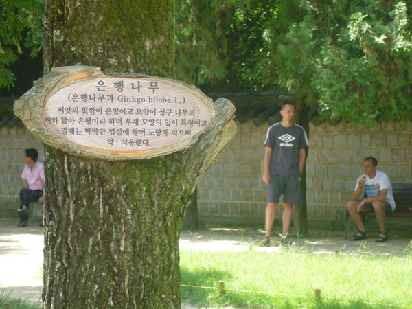 Jižní Korea – fotografie 39