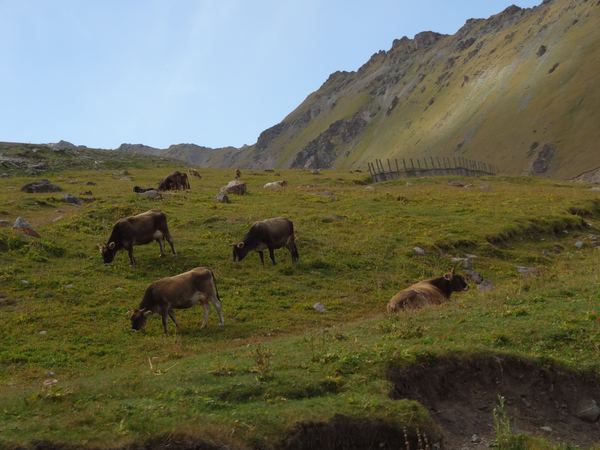 Již ve 3 kilometrech. Krávy jsou rozesety všude po okolí.