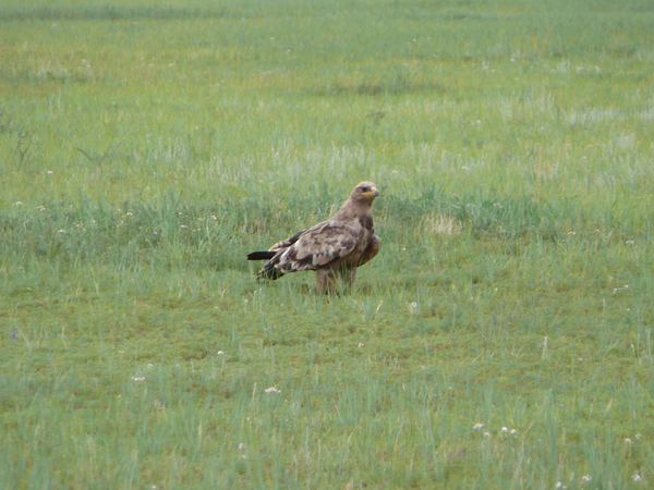 Mongolsko III aneb viděno Weirovým objektivem – fotografie 60