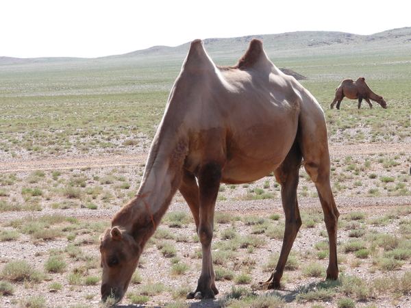Mongolsko III aneb viděno Weirovým objektivem – fotografie 104