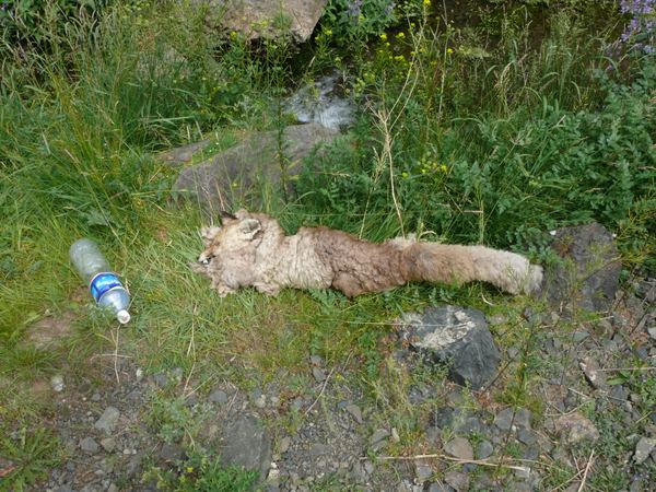 Mongolsko III aneb viděno Weirovým objektivem – fotografie 169