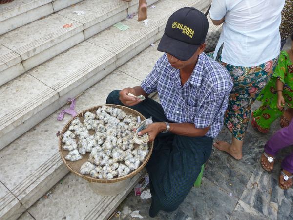 Ještě s díky odmítáme vařená křepelčí vejce ...