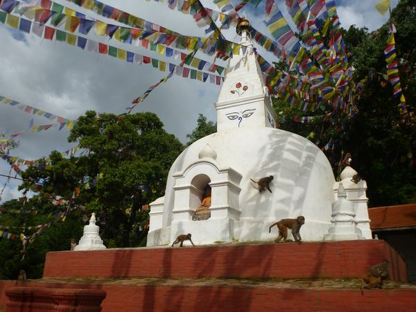 Ne nadarmo se komplexu přezdívá "Monkey Temple". Opic je tu nejen požehnaně, ale jsou dokonce považované za svaté.