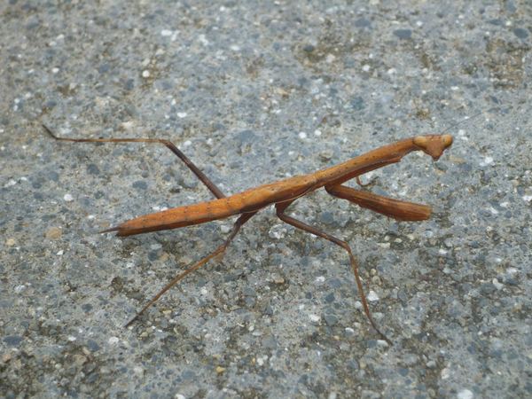 Zajímavá je i místní fauna.