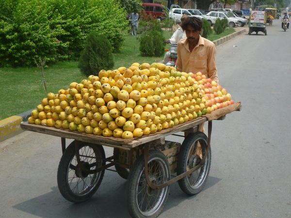 Národním ovocem Pákistánu je mango.
