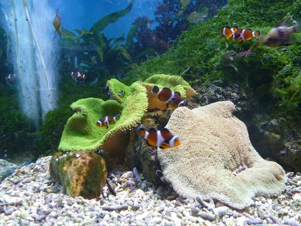 Nemo - návštěva Oceanária