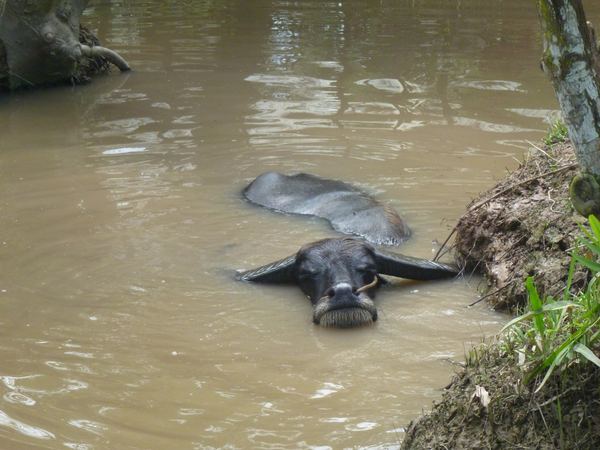 Delta Mekongu