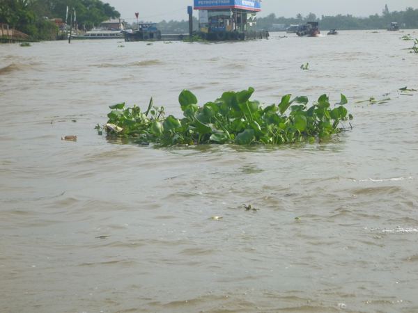 Delta Mekongu
