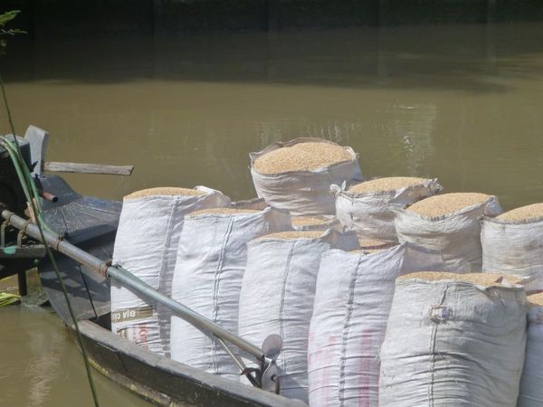 Delta Mekongu - topivo z rýžových slupek