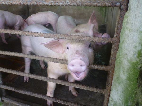 Delta Mekongu - domácí fauna